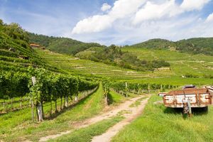 Почему некоторые грузинские вина называются Алазанская долина?